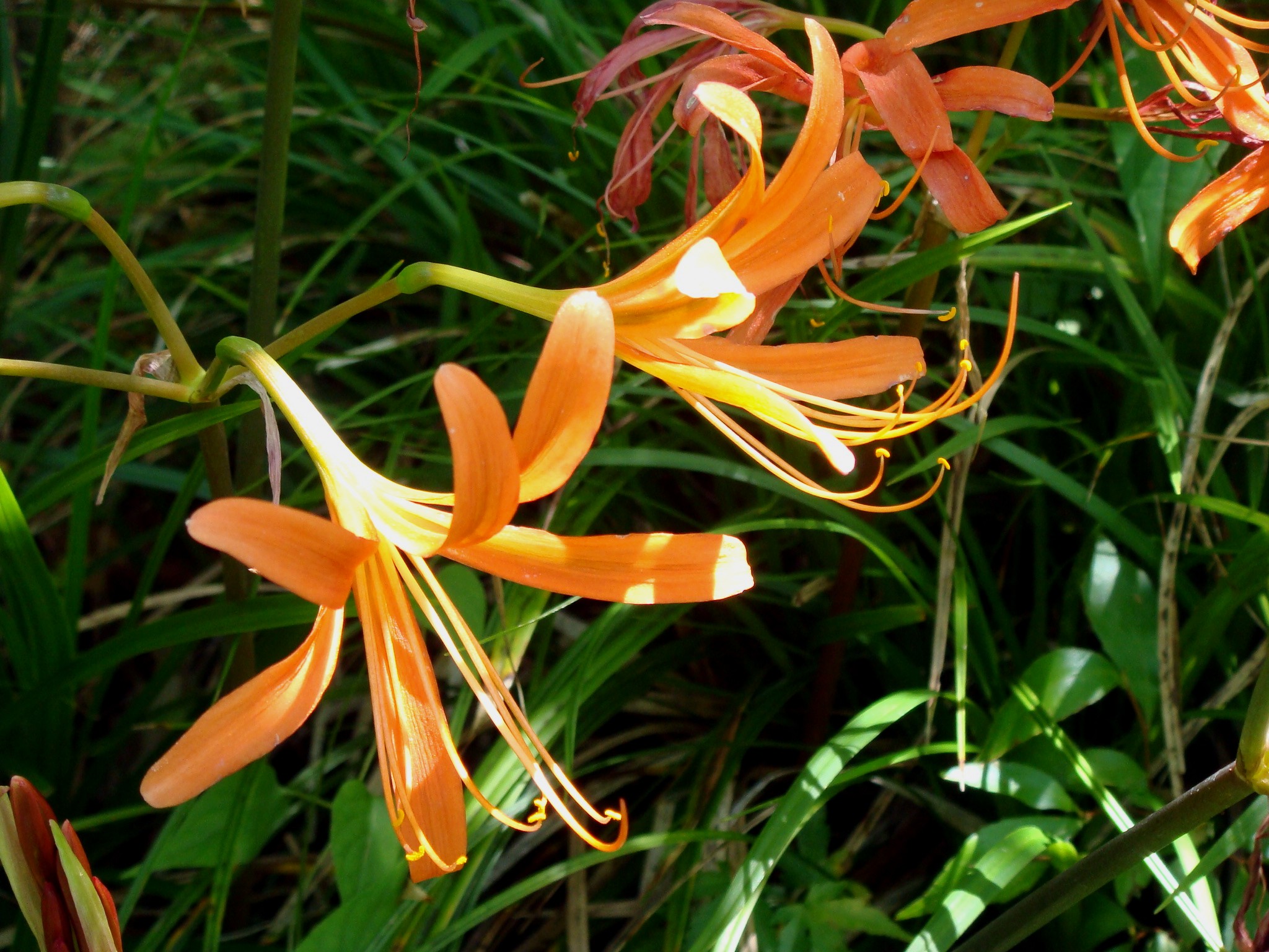 Lycoris sanguinea Maximovicz var. kiushiana (Makino) T. Koyama